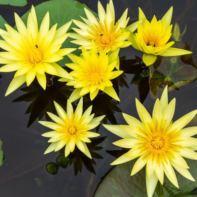 ACMS Open Mouth Lotus Seeds Mix 3 Water Lily Flower Non-GMO Heirloom for Home Garden Seed(12 per packet)