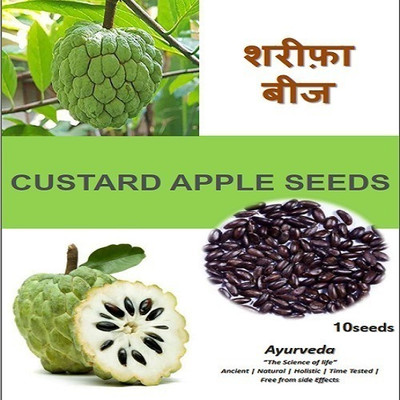 Shiv-Shakti Group Custard apple, Annona Squamosa, Sugar Apple Seed(10 per packet)