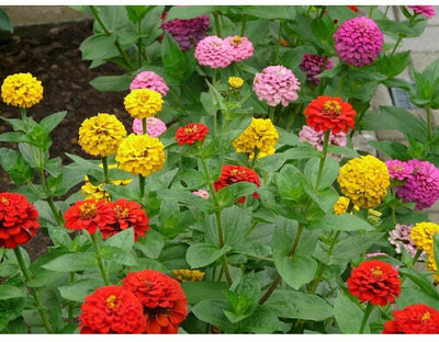 UGRA Zinnia Lilliput Mix Seed(25 per packet)