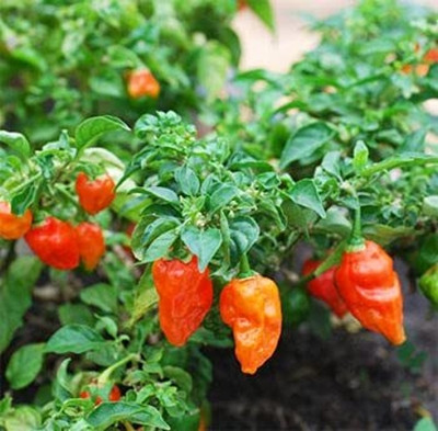 WILLVINE MAH -VI Bhut Jolokia Ghost Pepper Chilli[50gm, 10000 Seeds] Seed(10000 per packet)