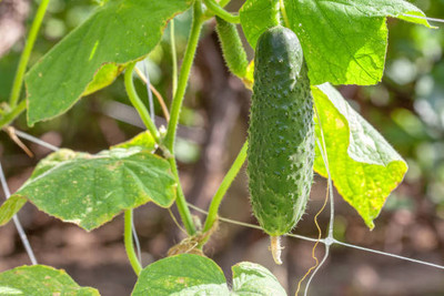 AFARTIOBINA 107 Pc Cucumber Seeds Seed(107 per packet)