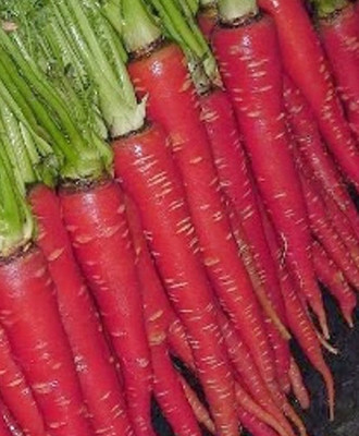 RUDAN Atomic Red Carrot Seed(500 per packet)