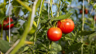 Spocco tomato Seed(55 per packet)