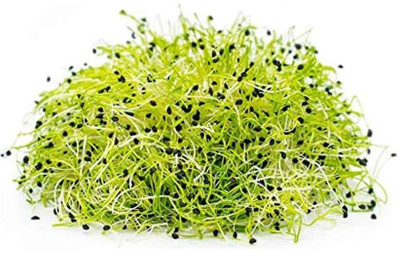 WILLVINE PUSA -II Onion - Microgreens [1g] Seed(750 per packet)