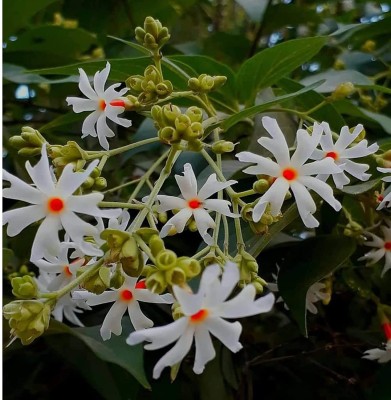 TRICONE Nyctanthes Night flowering jasmine, Parijat Harshringar 150 Seeds D122 Seed(150 per packet)