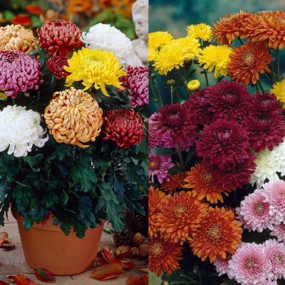 Lorvox CHRYSANTHEMUM CARINATUM MIXED FLOWER SEEDS FOR KITCHEN GARDEN Seed(70 per packet)