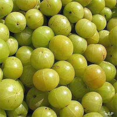 GREENSEA Amla, Gooseberry, Amloki Seed(37 per packet)