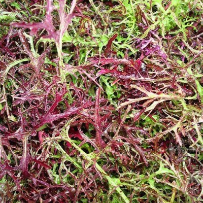 VibeX XLR-91 - RED STREAKED MIZUNA MUSTARD Japanese - (750 Seeds) Seed(750 per packet)