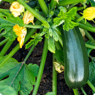 KNESSiN Hybrid Black Beauty Summer Squash Seeds for Home Gardening - (200 Seeds) Seed(200 per packet)