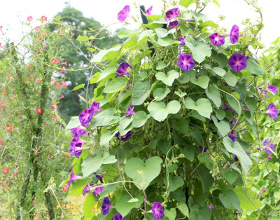 ZIXA Ipomoea purpurea 'Night' Seed(20 per packet)