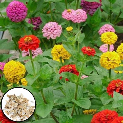 Greenfall Rich Color Zinnia Seeds - Pack of 29 for Exceptional Garden Blooms Seed(30 per packet)