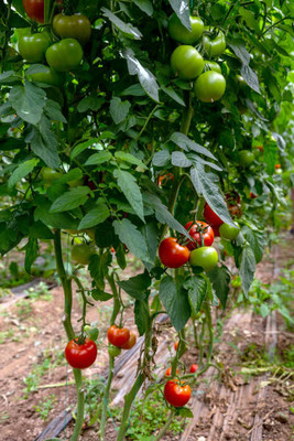 Nbtools tomato Seed(55 per packet)
