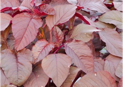 URRO Amaranthus Red (Thandu keerai) Seed(1000 per packet)