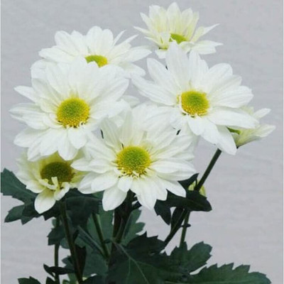 Aywal Rainbow Chrysanthemum Flower Seed(20 per packet)