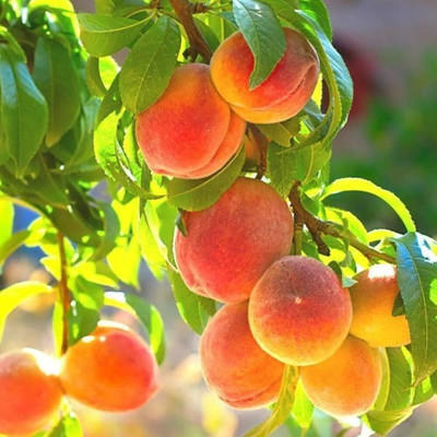 Aywal Peach Fruit Seed(9 per packet)