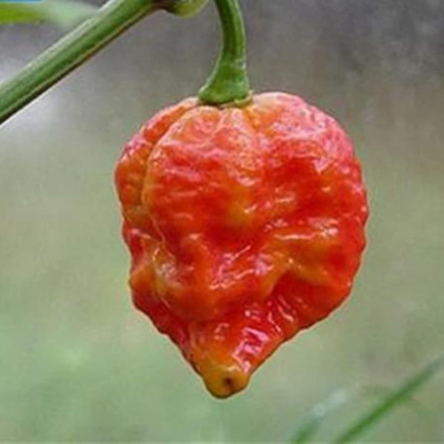 KNESSiN Hot Pepper Seed(200 per packet)