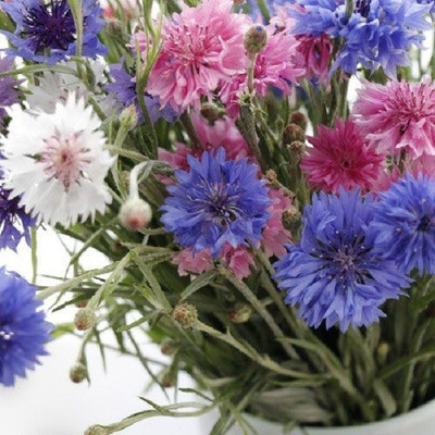 CYBEXIS Frosty Mix-50 Seeds Seed(50 per packet)