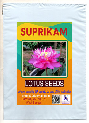 SUPRIKAM Lotus Seed(10 per packet)