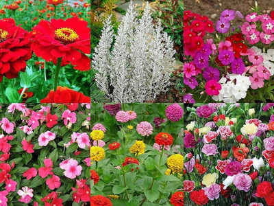 ibains Seeds combo pack flower Seed(155 per packet)