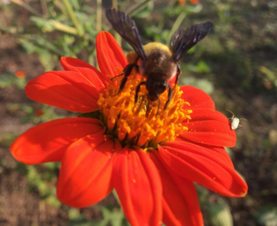 Quentova Tithonia Flower-VK-4X Seed(75 per packet)