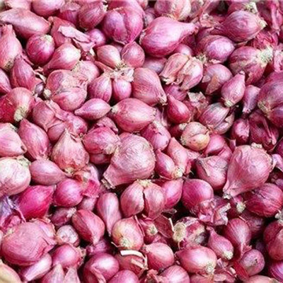 CYBEXIS Organic F1 Nasik Red Onion Seeds1000 Seeds Seed(1000 per packet)