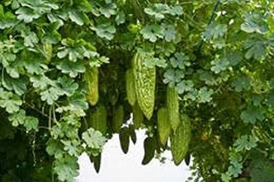 Aywal Vegetable seed -Bitter Gourd - Karela Seeds F1 Hybrid Seed(400 per packet)