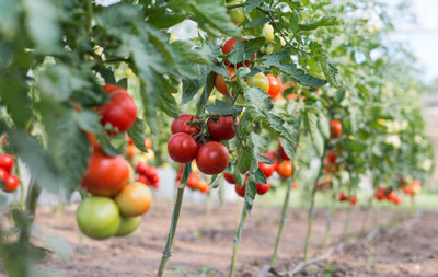 FRESHOO tomato Seed(55 per packet)