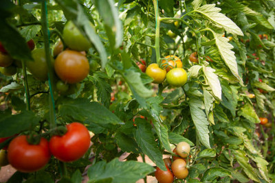 iyurvadik tomato Seed(125 per packet)