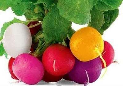 CYBEXIS TLX-75 - Colorful Radish Mix - (2250 Seeds) Seed(2250 per packet)