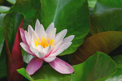 FRESHO lotus,kamal gatta Seed(11 per packet)