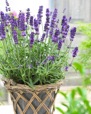 XOLDA Organic lavender herb Seed(29 per packet)
