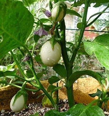 Qualtivate PUA-1A Italian Small white Eggplant Brinjal Seed(300 per packet)