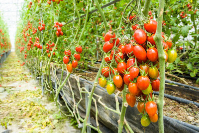 Somadev tomato Seed(120 per packet)