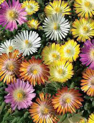 MAA Ice Plant Seed(210 per packet)
