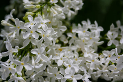 Hench gypsophila flower Seed(200 per packet)