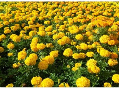 Mozette Exotic marigold yellow Seed(11 per packet)