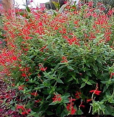 CYBEXIS NBIR-42 - PINEAPPLE SAGE Red Salvia Elegans - (450 Seeds) Seed(450 per packet)