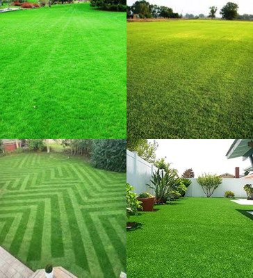 ibains Korean grass seeds for lawn biij 2300 Seed(2300 per packet)