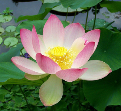 Qualtivate ICRA-9A Pink Lotus Flower Seeds Seed(25 per packet)