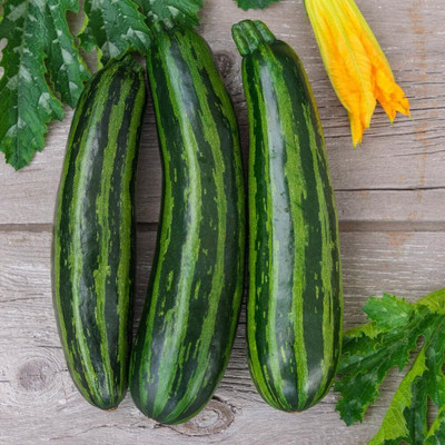 KNESSiN Non Gmo Hybrid Cocozelle Green Zucchini Seeds - (500 Seeds) Seed(500 per packet)