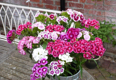 LIFELEX Sweet William Mix Colour Seed(20 per packet)