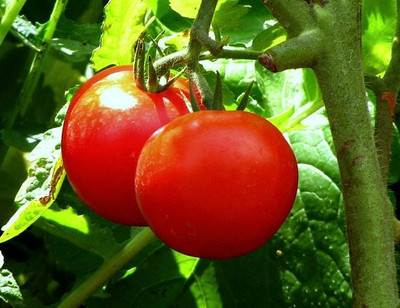 CYBEXIS Pusa Sadabahar Tomato Variety2000 Seeds Seed(2000 per packet)