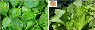 STOREFLIX spinach - white mustard Seed(100 per packet)
