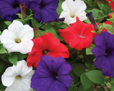 VibeX LXI-90 - Petunia Rainbow Cascade - Flower Mix - (60 Seeds) Seed(60 per packet)