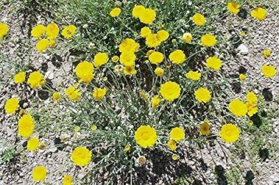 VibeX ® VXI-190 Yellow Desert Marigold Seed(500 per packet)