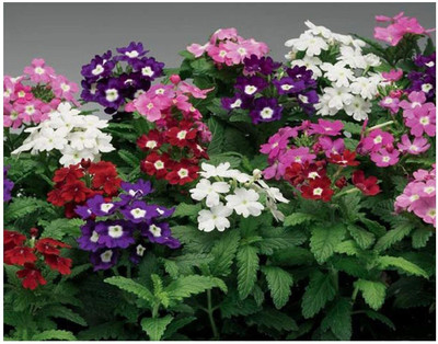 Lorvox Verbena Hybrid Mixed Flower Seed(12 per packet)