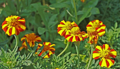 CYBEXIS XL-80 - Marigolds Tagetes Madjestic Flower - (2250 Seeds) Seed(2250 per packet)