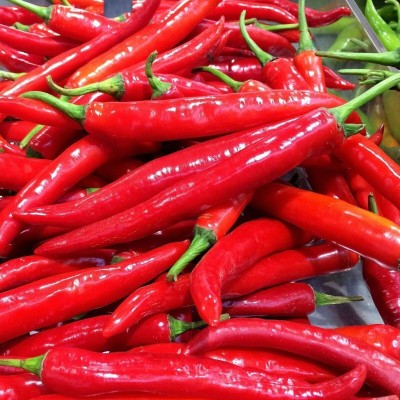 Quentova Red Long Chili लाल मिर्च-2R-UK Seed(250 per packet)