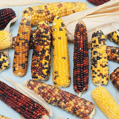Qualtivate LXI-507 Rainbow Ornamental Corn Seeds Seed(500 per packet)