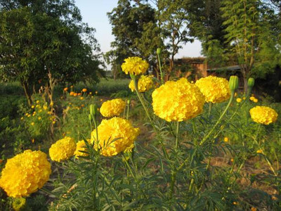 BHARAT JADI BOOTI marigold/gende ka phool flower seeds Seed(75 per packet)
